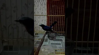 murai buluh padu bjm