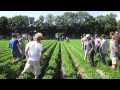 Download Lagu Goed schoffelen voor kwalitatief goede peen