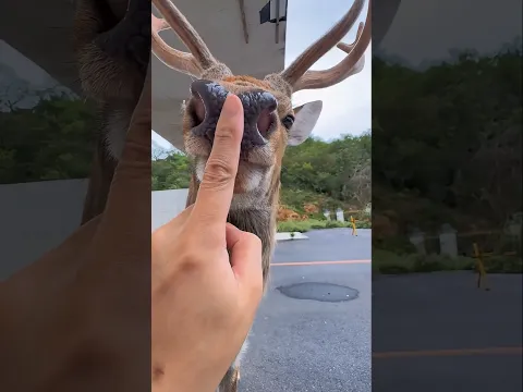 Man Helps Deer Itching Its Back 🥰