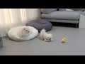 Download Lagu hond probeert het kuiken op te eten! 😭