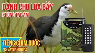 Tiếng chim quốc mồi, dành cho loa bẫy 2024 - updated