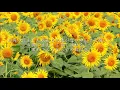 花火 - aiko（フル）
