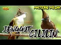 Download Lagu KOMBINASI CUCAK JENGGOT VS CILILIN
