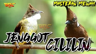 kombinasi cucak jenggot vs cililin