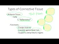 Dr Benaduce Adipose Connective Tissue Tissues Lecture