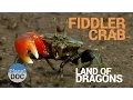 Fiddler Crab Land of Dragons Nature - Planet Doc Full Documentaries