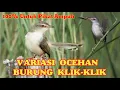 Download Lagu SUARA PIKAT AMPUH PRENJAK SAWAH JANTAN \u0026 BETINA!!!