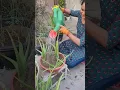 Download Lagu Aloe Vera Care and tips