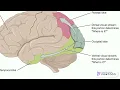 Dorsal and Ventral Visual Stream Part 1