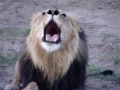 Download Lagu Lion Roaring!!