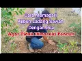 Download Lagu Cara Agar Maling/Pencuri Tidak Berani Masuk Kebun Ladang Sawah Kita