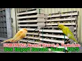 Download Lagu UNBOXYNG Kenari Rasmi Iran \u0026 Yorkshire TKF Box Januari 2025 #kenarigacor #kenariyorkshire