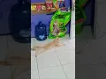 Download Lagu Grappig gedrag van oranje kat voor kattenfoto #lachend #mokkend #barbaars #dieren #grappig