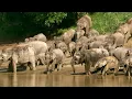 Download Lagu Maleisië, het laatste bolwerk van wilde dieren