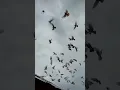 Ratusan burung merpati terbang