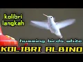 Download Lagu BURUNG TERKECIL DI DUNIA KOLIBRI ALBINO #hummingbirds