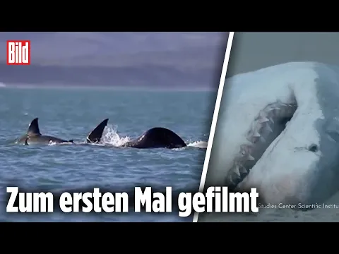 Download MP3 Orca tötet Weißen Hai in zwei Minuten