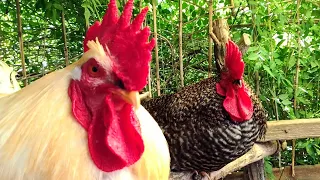 EL SONIDOS DE LOS GALLOS DE GRANJA#feedshorts #galllo #granja #pollitos