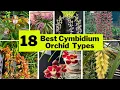 Download Lagu 18 Best Cymbidium Orchid Varieties | Beautiful Large, Showy Indoor Flower Types |@SwaroopaDiaries14