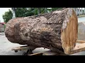 Download Lagu Crafting a Unique Coffee Table from a Large Tree | A One-of-a-Kind Addition to Gardens and Parks