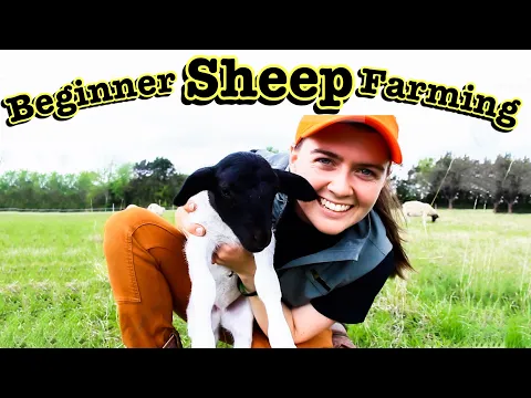 Download MP3 SHEEP FARMING FOR BEGINNERS // What I Wish We Knew Before Starting a Sheep Farm