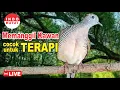 Download Lagu Perkutut Lokal Alam Gacor KHUNG BESAR - irama berKelas bikin ribut