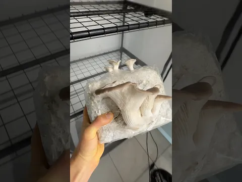 Turning Amazon Boxes📦 into Gourmet Mushrooms🍄‍🟫