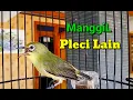 Download Lagu Pleci Ngalas Manggil Pleci Lain Bikin Pleci Bahan Cepat Bunyi