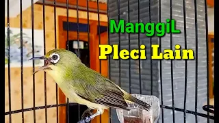Download Pleci Ngalas Manggil Pleci Lain Bikin Pleci Bahan Cepat Bunyi MP3