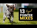 Pointer Mixed Breeds 13 Stunning Hybrids You ll Love