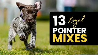 Pointer Mixed Breeds 13 Stunning Hybrids You ll Love
