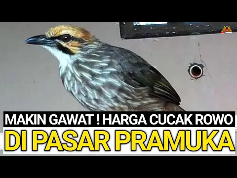 Download MP3 GAWAT !!! HARGA BURUNG CUCAK ROWO JADI CUMA SEGINI DI PASAR PRAMUKA !