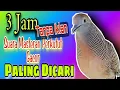 Download Lagu 3 Jam Perkutut lokal gacor paling ampuh buat pancingan kutut