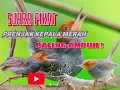 Download Lagu SUARA pikat prenjak kepala merah PALING AMPUH ! | DI JAMIN LANGSUNG KUMPUL