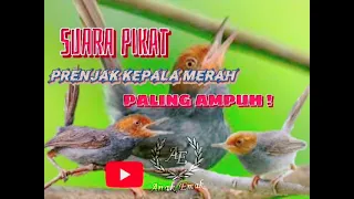 suara pikat prenjak kepala merah paling ampuh di jamin langsung kumpul