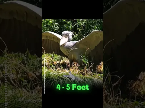 World's Scariest Dinosaur π¦ Bird π¦