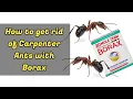 How to get rid of Carpenter Ants with Borax