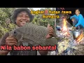 Download Lagu Angker‼️hutan rawa Sumatra,nila babon sebantal mengamuk
