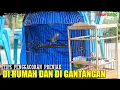 Download Lagu TIPS PRENJAK GACOR DIRUMAH DAN GANTANGAN