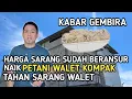 Download Lagu KABAR GEMBIRA HARGA SARANG SUDAH BERANSUR NAIK PETANI WALET KOMPAK TAHAN SARANG WALET