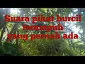 Download Lagu suara pikat burcil terampuh anti zonk
