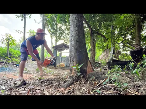 Download MP3 Dramatis!! Cara menebang pohon mahoni di makam keramat dari awal sampai selesai