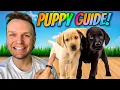 Puppy TRAINING - The FIRST 5 Things To Teach Any Puppy