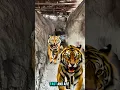 Download Lagu What are tigers going to do with elephants?