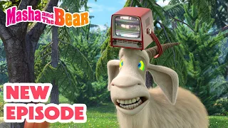 Masha And The Bear 2025 NEW EPISODE Run Wild Best Cartoon Collection 