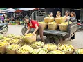 Lagu Harvesting 1000 Fresh Corn, Use 3-Wheeled Truck Transport Many Corn Go To Market Sell