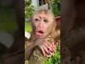Download Lagu bobo's brother #babymonky #babyanimal #monkydluffy #babymonkey #monkeys