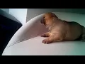 German Shepherd Dachshund mix Runt