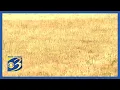Brown grass and ongoing drought in West Michigan