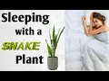 What Happens When you Keep a Snake Plant in your Room or House Benefits of Keeping a Snake Plant